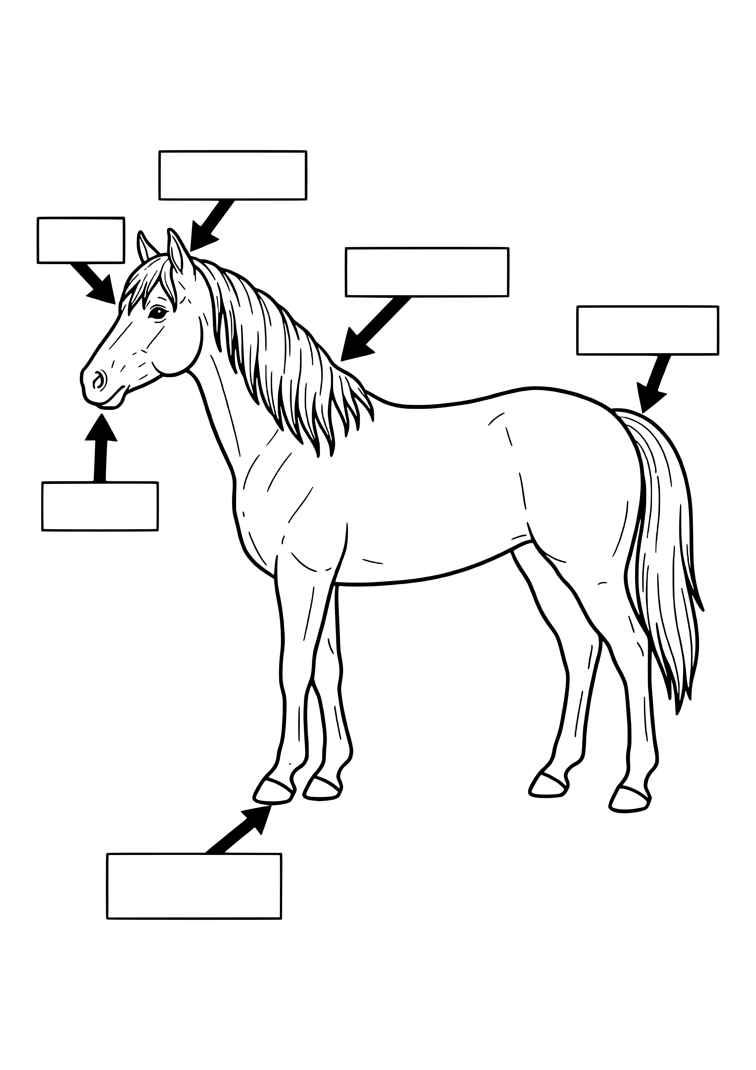 Semi-realistic horse in profile with six arrows and blank boxes pointing to the ears, forehead, mane, tail, muzzle and hoof – coloring page to print