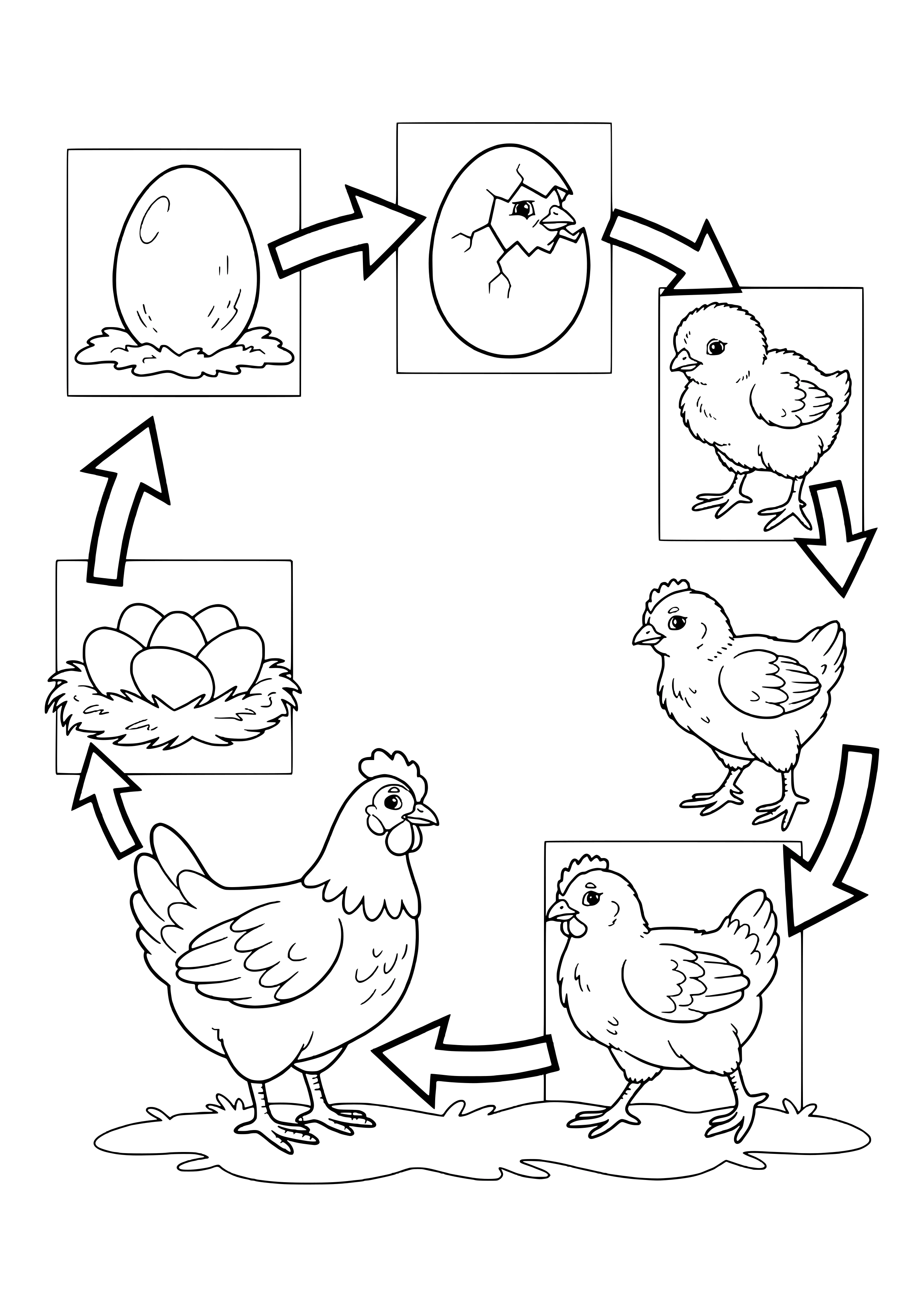 Lebenskreislauf des Huhns mit Pfeilen: Ei, schlüpfendes Küken, Küken, Junghuhn, junge Henne, Henne und Nest mit Eiern – Ausmalbild zum Ausdrucken