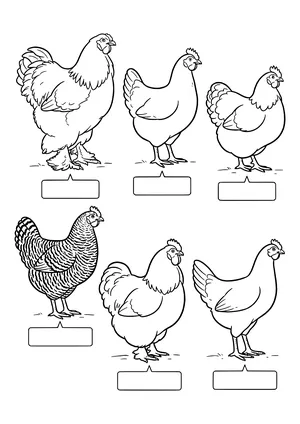 Six different chicken breeds in two rows with blank name labels, including big chickens with feathered feet and a striped chicken – coloring page to print