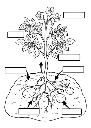 Potato plant with flowers, leaves and stem above ground and roots with potato tubers in the soil, plus blank label boxes with arrows – coloring page to print