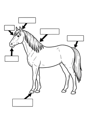 Semi-realistic horse in profile with six arrows and blank boxes pointing to the ears, forehead, mane, tail, muzzle and hoof – coloring page to print